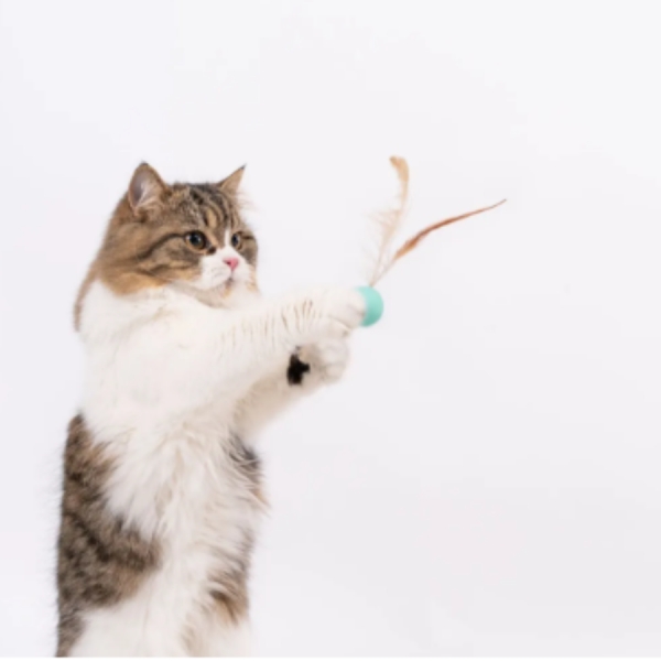 BOLA PLUMA PULA PULA PARA GATO
