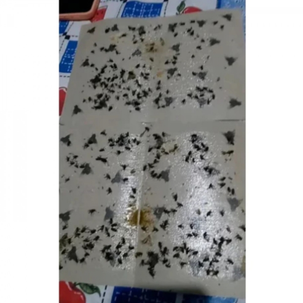 Kit 05 Cartela Adesiva Pega Mosquito E Mosca