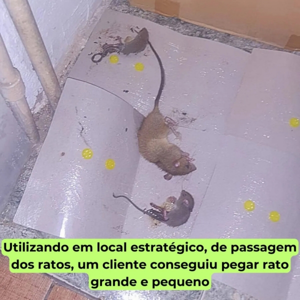 Kit 20 Unidades Ratoeira Adesiva Cola Forte Pega Rato Roedor
