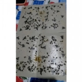 Kit 50 Pega Moscas E Pernilongos Insetos Cola Mosquito