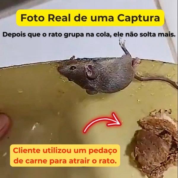 Kit 20 Unidades Ratoeira Adesiva Cola Forte Pega Rato Roedor