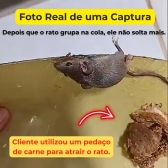 Kit 20 Unidades Ratoeira Adesiva Cola Forte Pega Rato Roedor