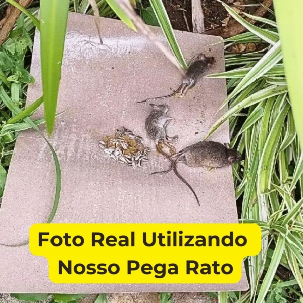 Kit 20 Unidades Ratoeira Adesiva Cola Forte Pega Rato Roedor
